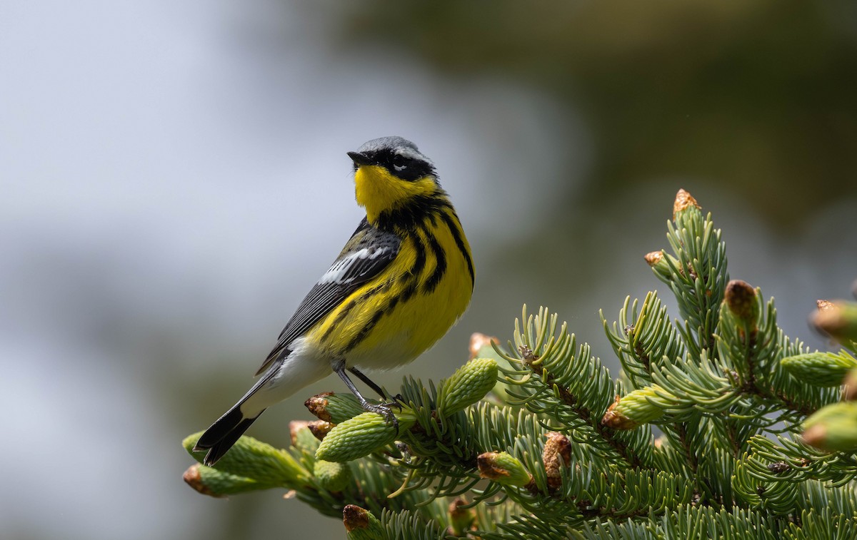 Magnolia Warbler - ML621721768