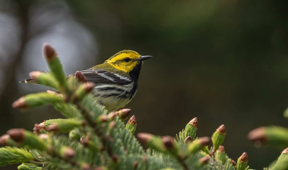 Black-throated Green Warbler - ML621721801