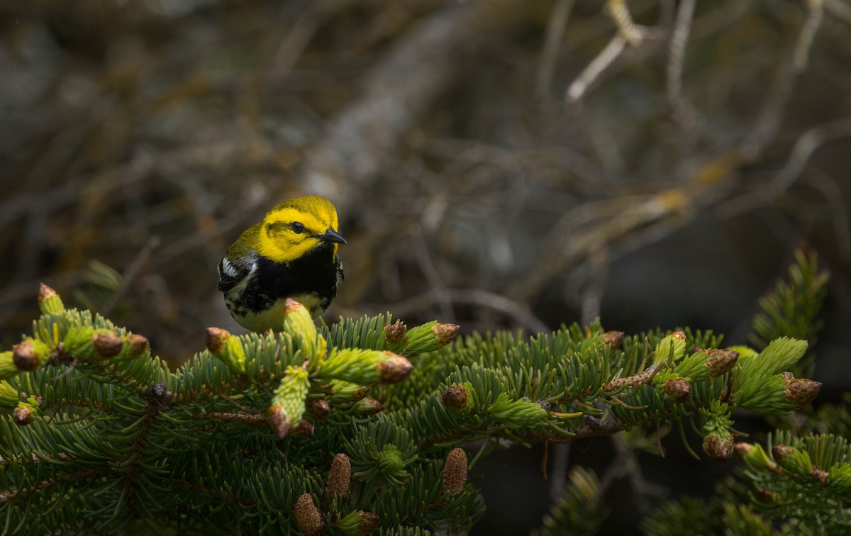Black-throated Green Warbler - ML621721802