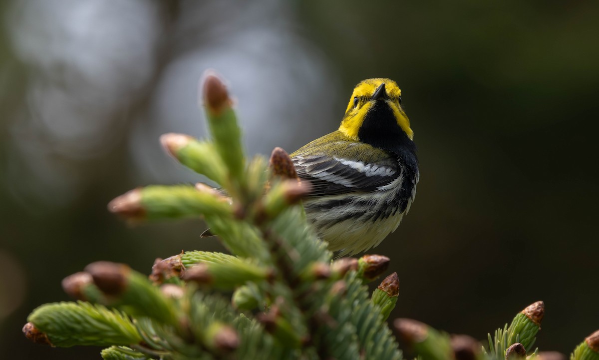 Black-throated Green Warbler - ML621721803