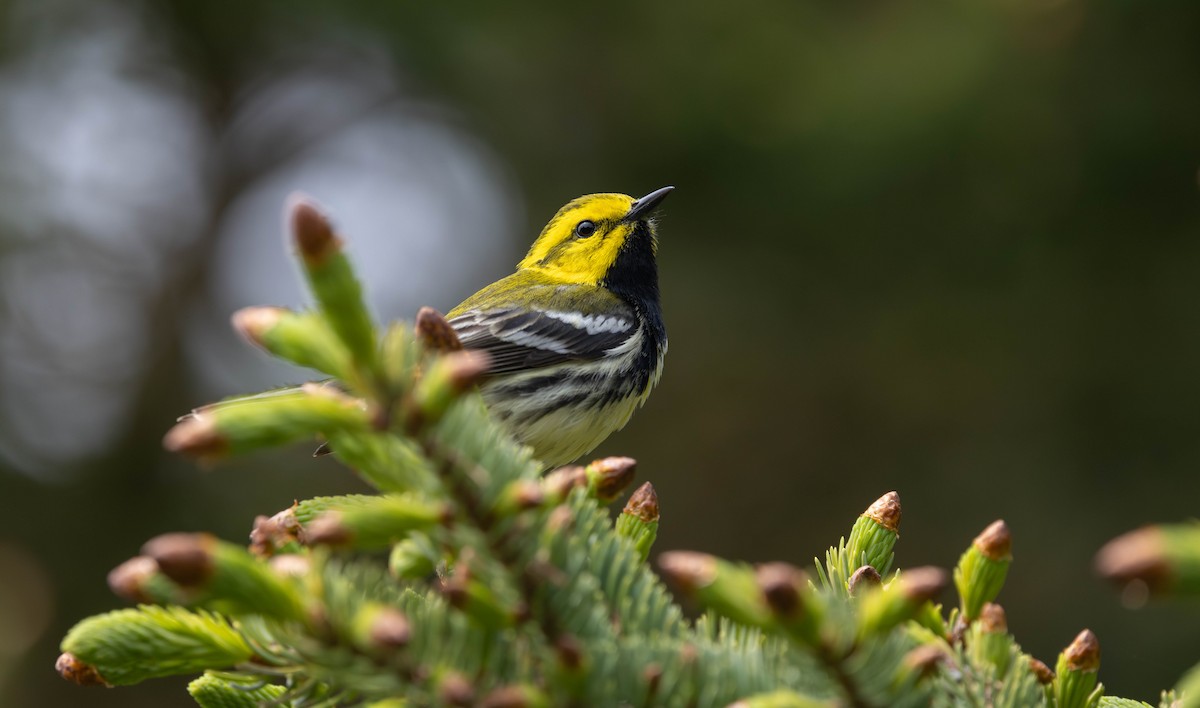 Black-throated Green Warbler - ML621721804