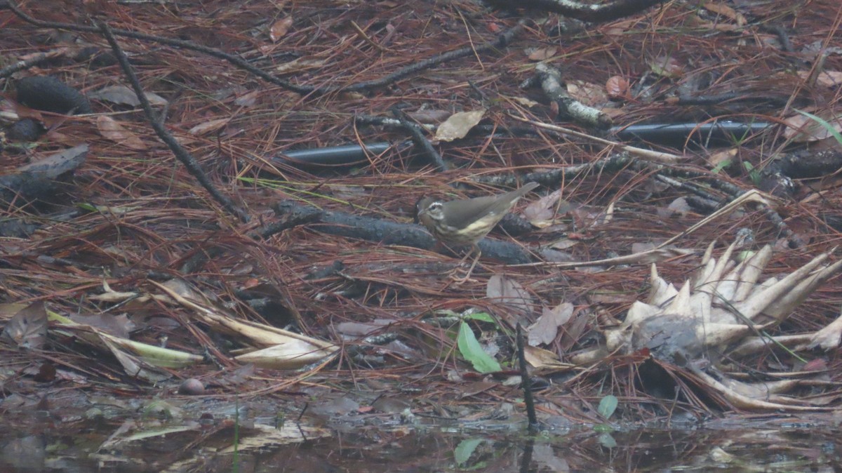 Louisiana Waterthrush - ML621721815