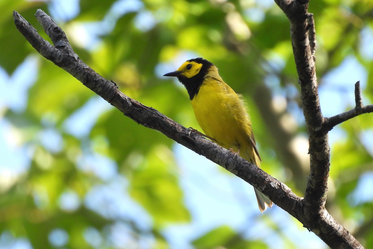 Hooded Warbler - ML621721825