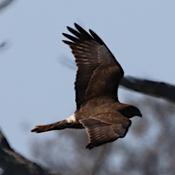 Swamp Harrier - ML621721838