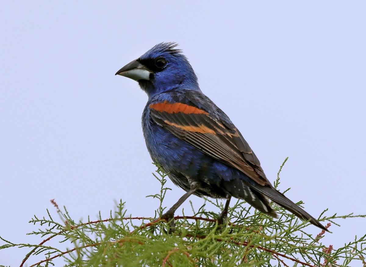 Blue Grosbeak - ML621721852