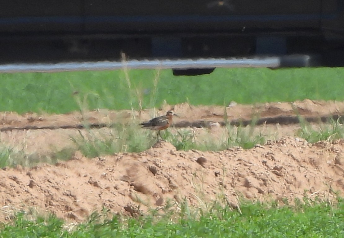 Curlew Sandpiper - ML621721893