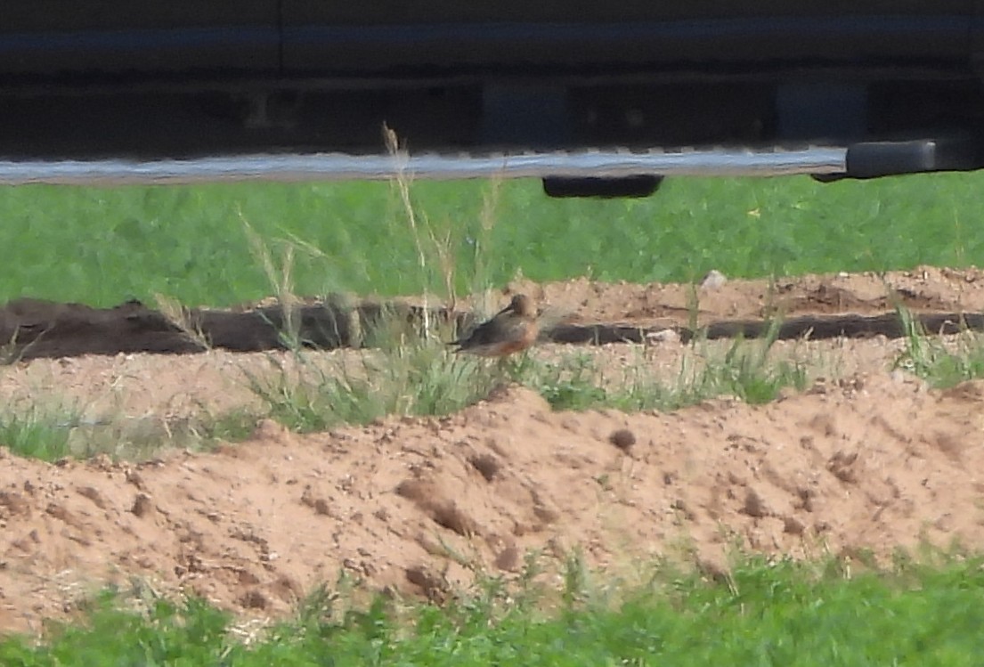 Curlew Sandpiper - ML621721894