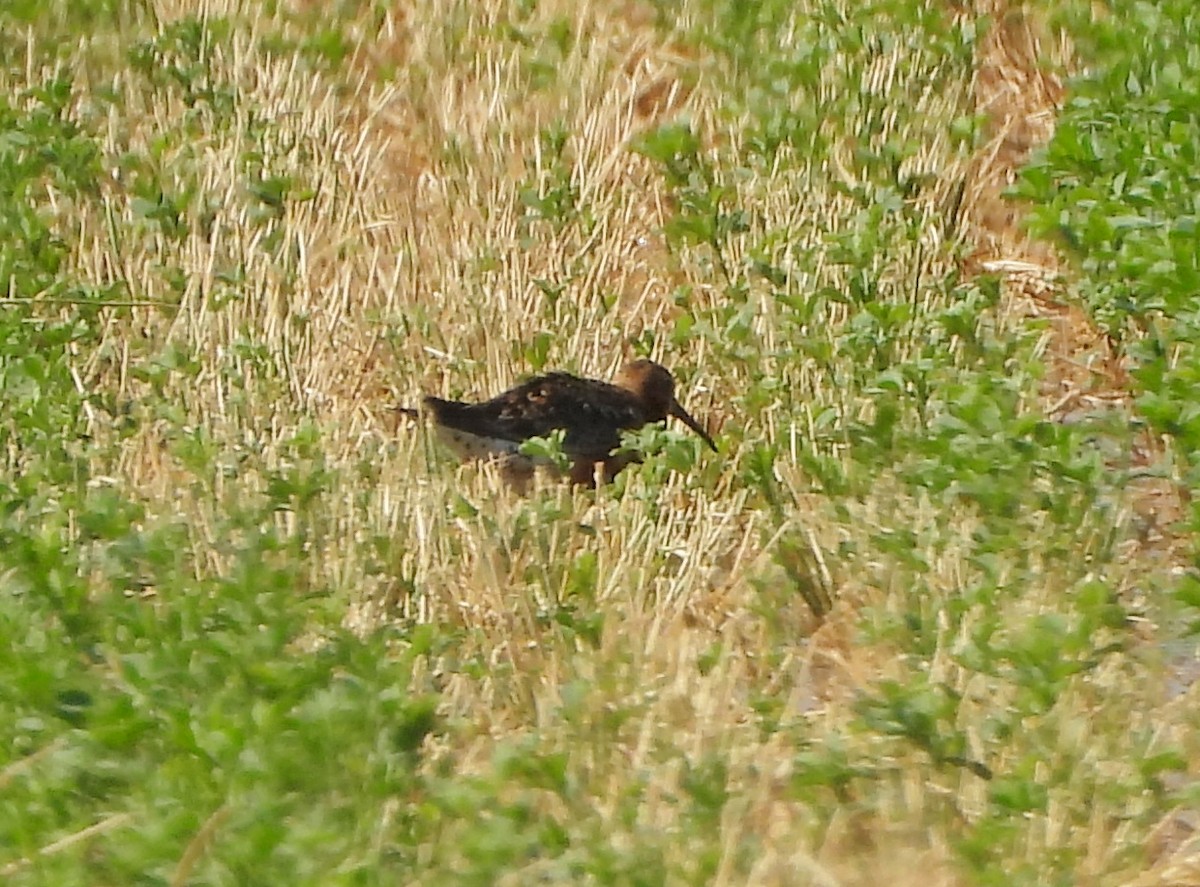 Curlew Sandpiper - ML621721918