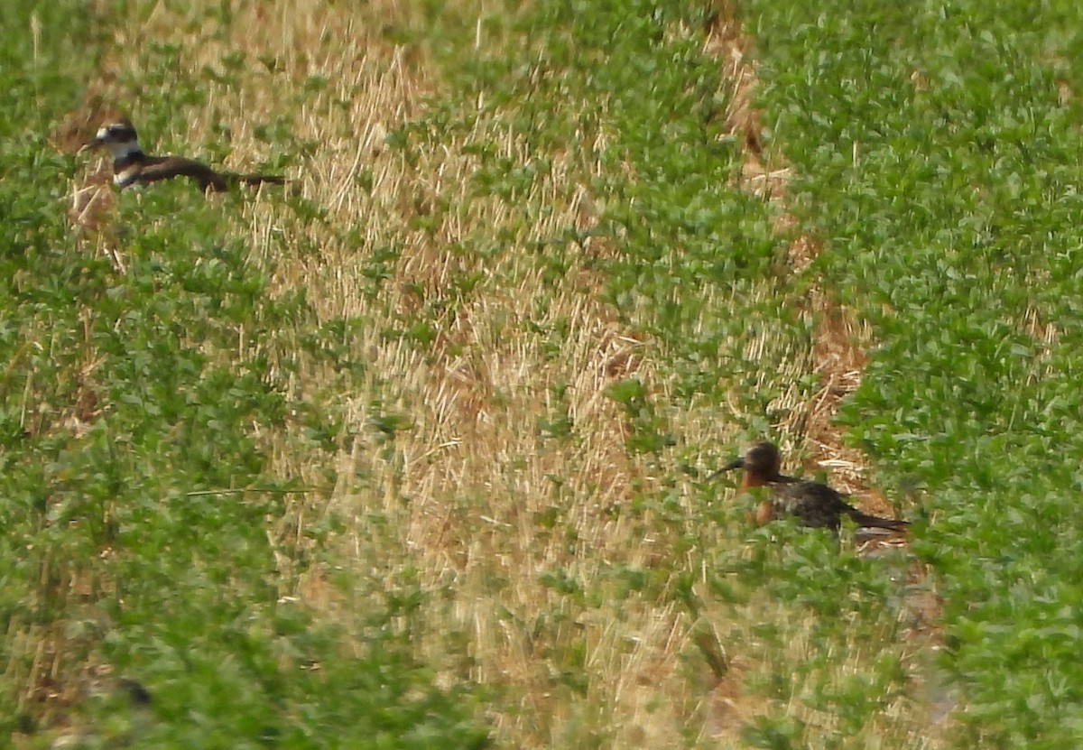 Curlew Sandpiper - ML621721921