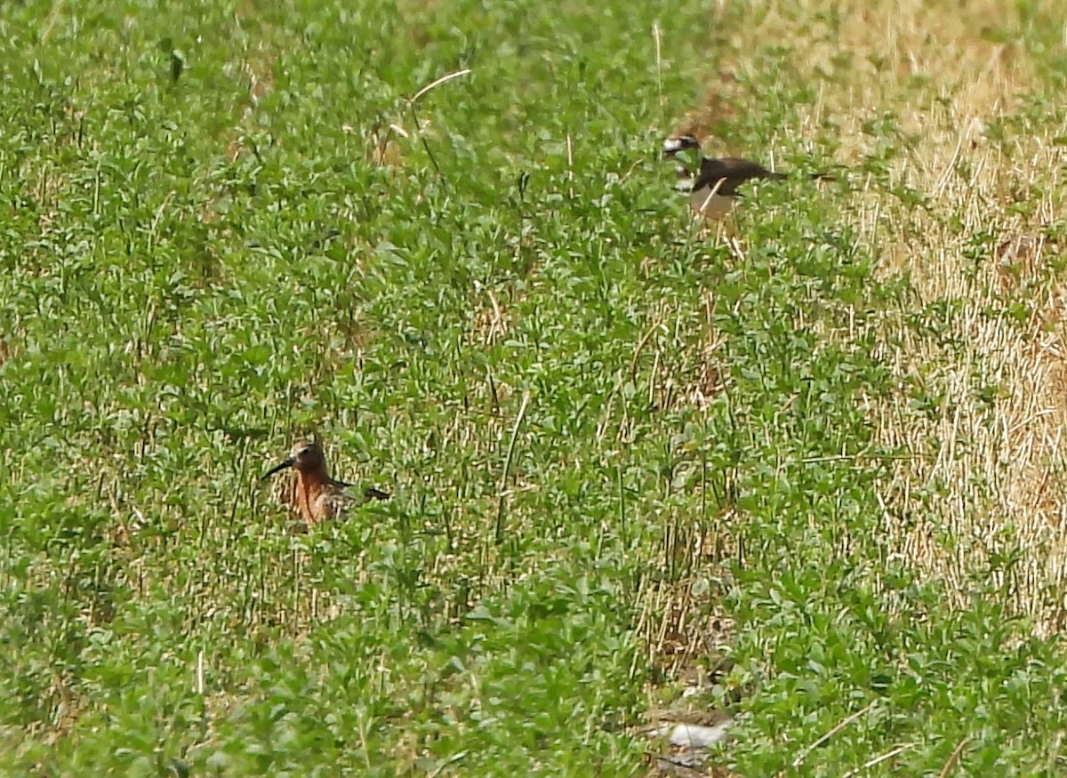 Curlew Sandpiper - ML621721924