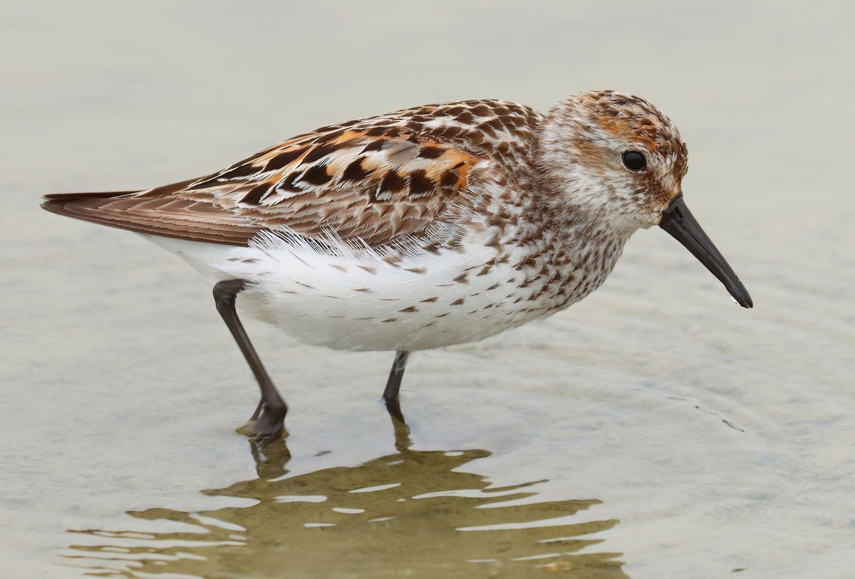 Western Sandpiper - ML621721932