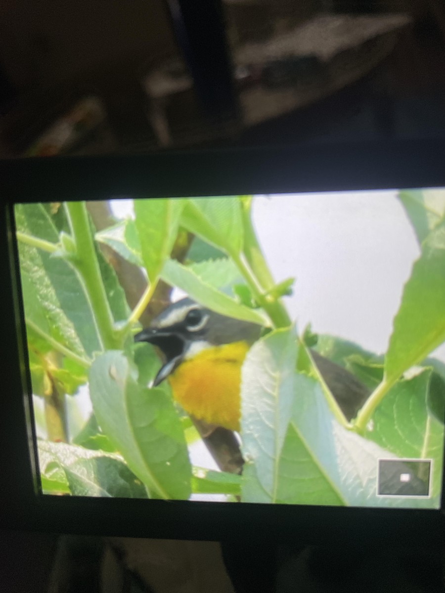 Yellow-breasted Chat - Fonda edelson