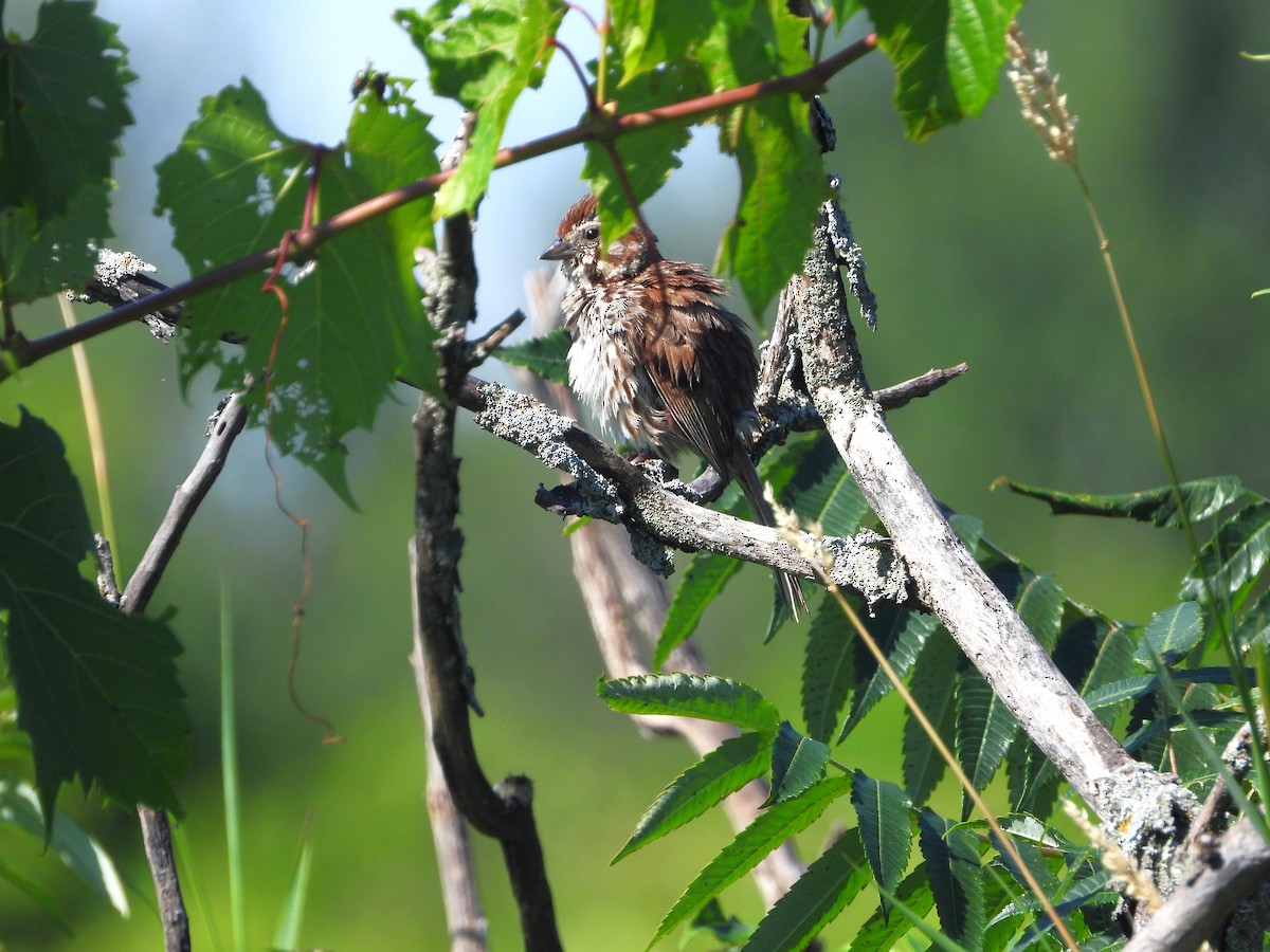 Song Sparrow - ML621721961