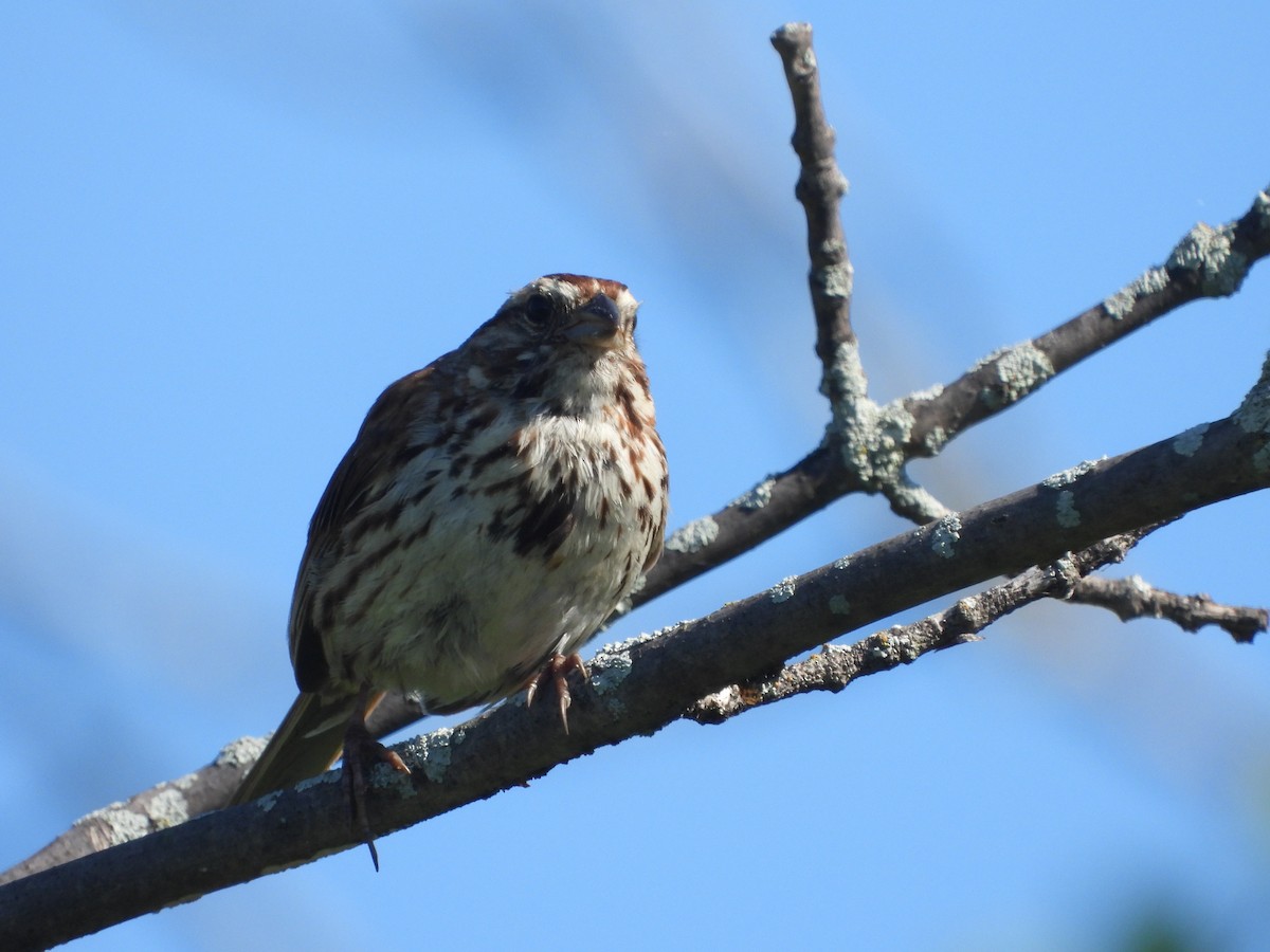 Song Sparrow - ML621721962