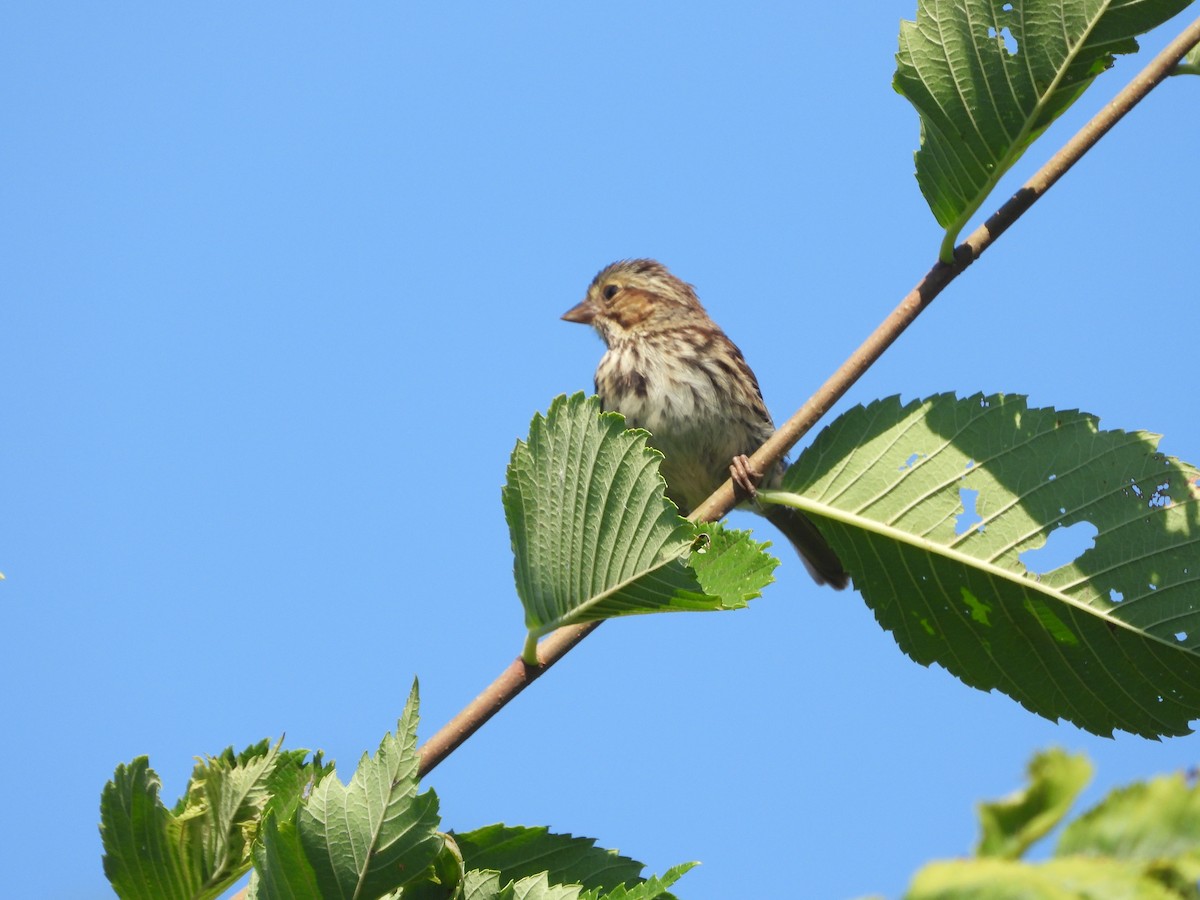 Song Sparrow - ML621721963