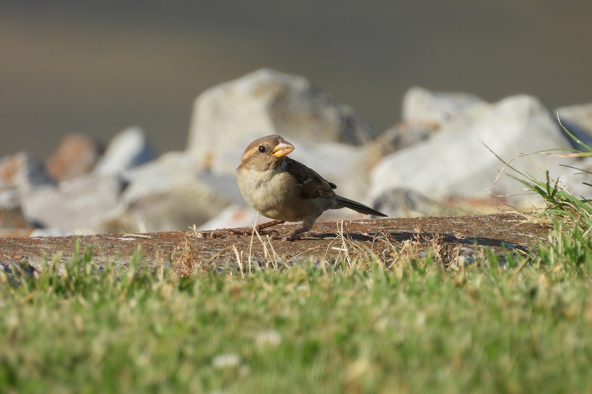 House Sparrow - ML621721978