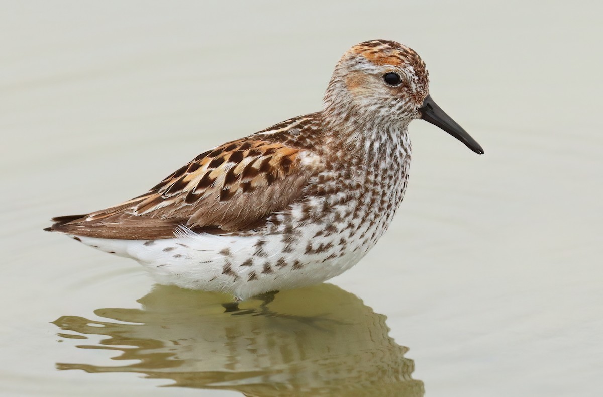 Western Sandpiper - ML621722007