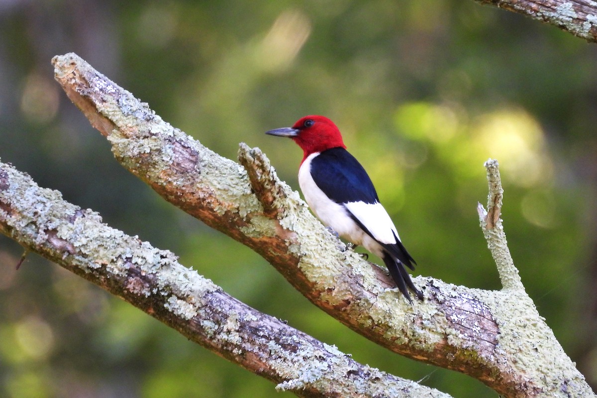 Red-headed Woodpecker - ML621722009