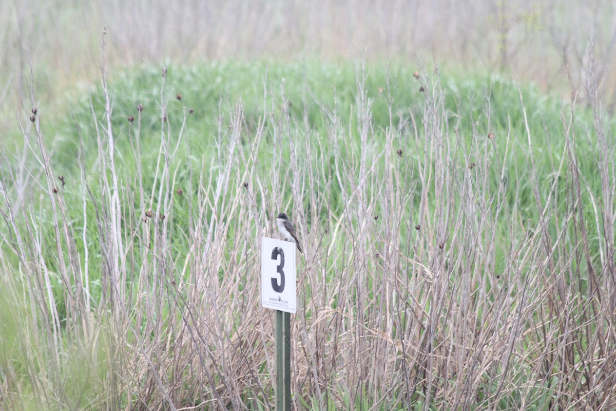 Eastern Kingbird - ML621722016