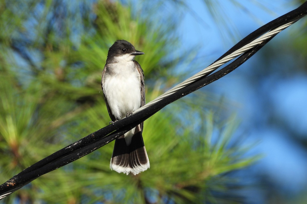 Eastern Kingbird - S. K.  Jones