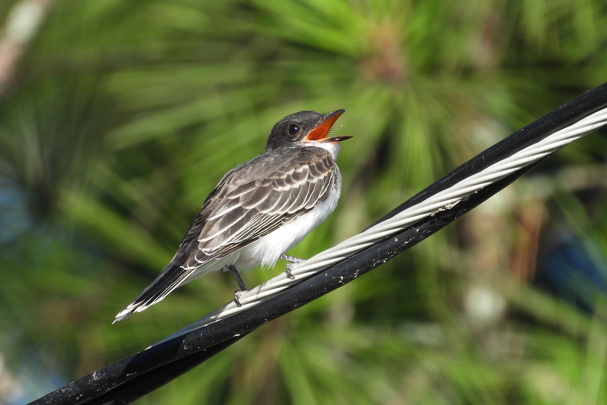 Eastern Kingbird - ML621722092