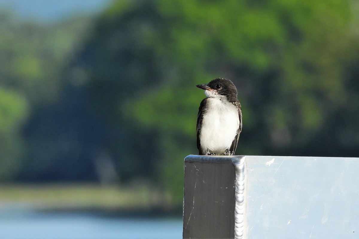 Eastern Kingbird - ML621722112