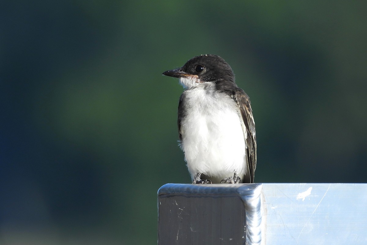 Eastern Kingbird - ML621722119