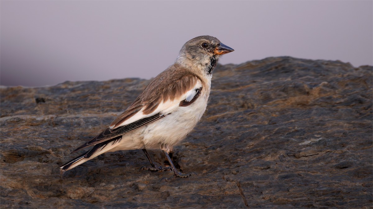 White-winged Snowfinch - SONER SABIRLI