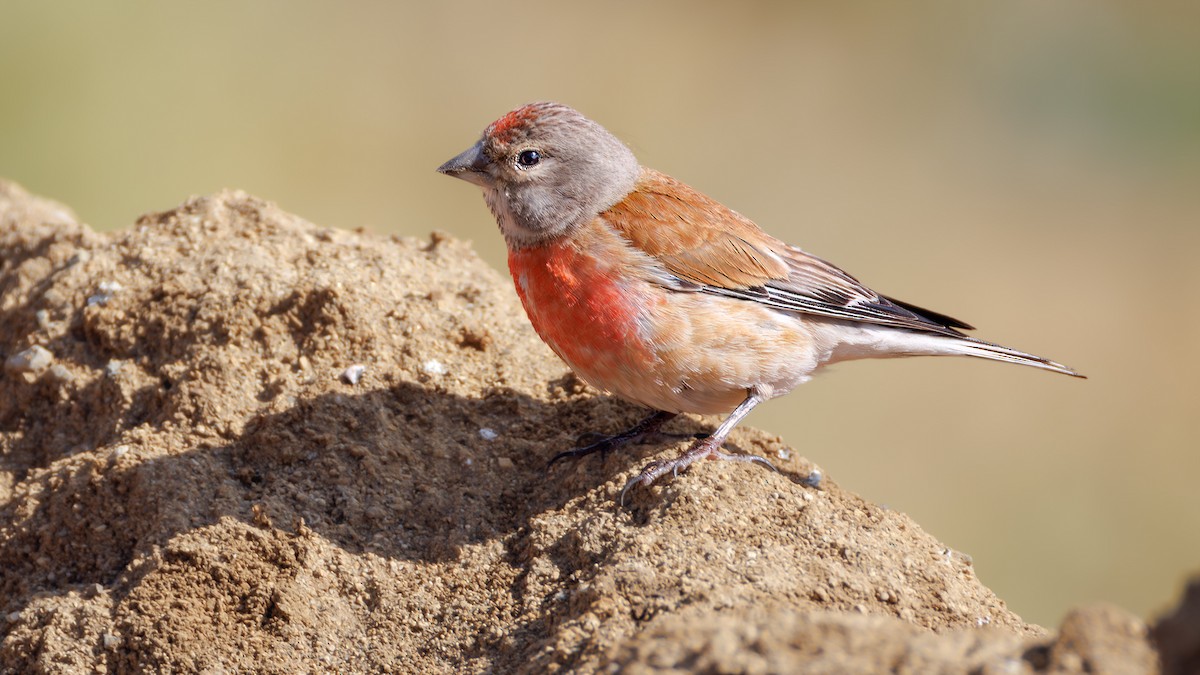 Eurasian Linnet - SONER SABIRLI