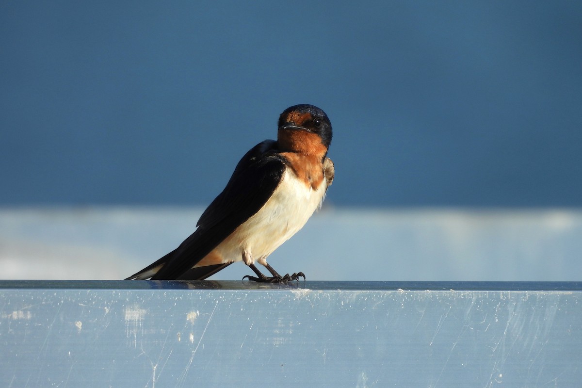 Barn Swallow - ML621722165