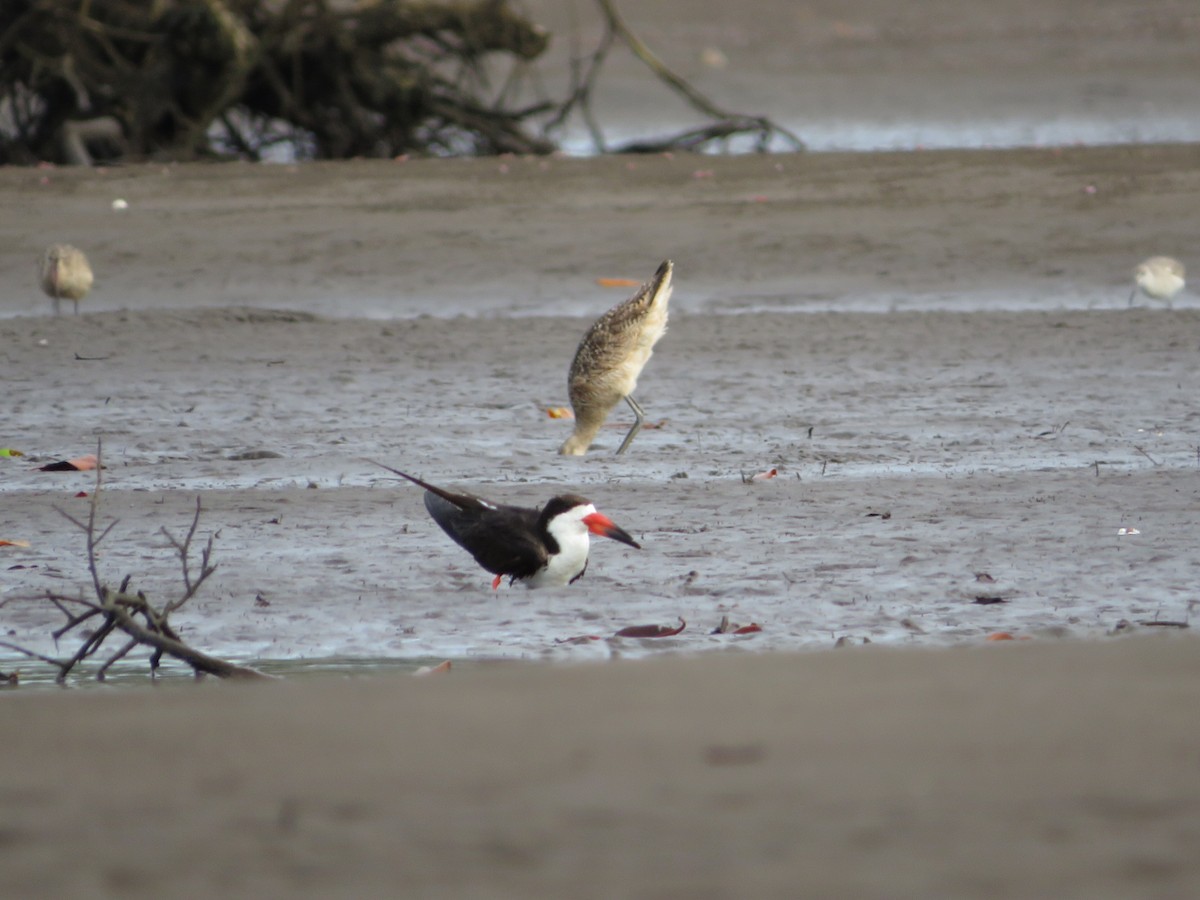 Black Skimmer - ML621722177