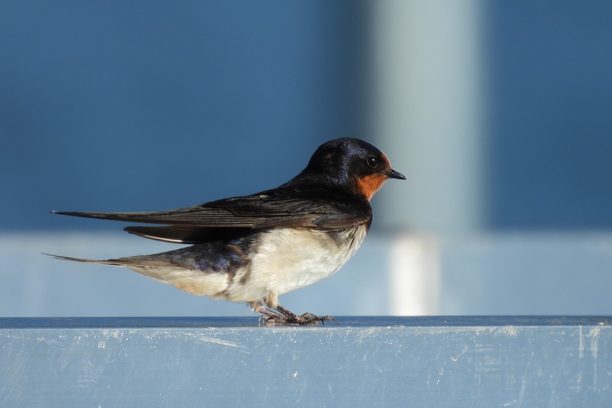 Barn Swallow - ML621722178