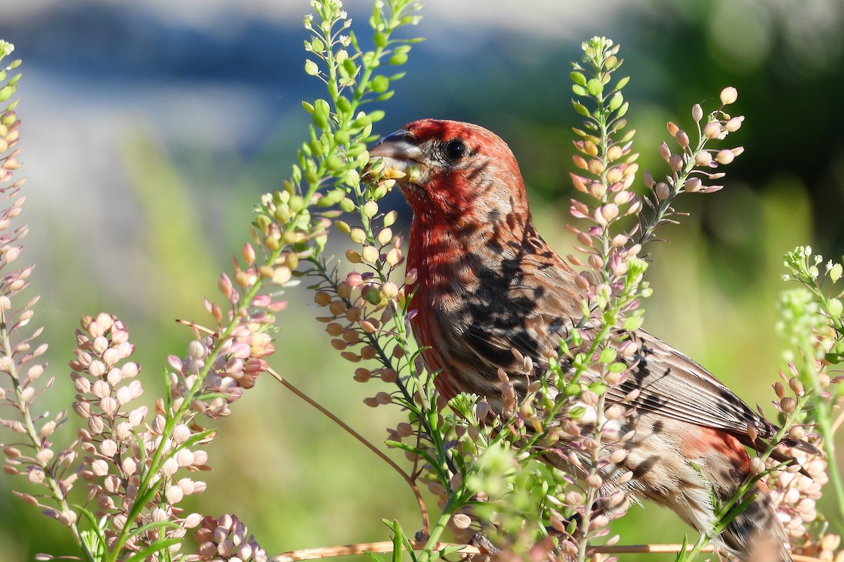 House Finch - ML621722189