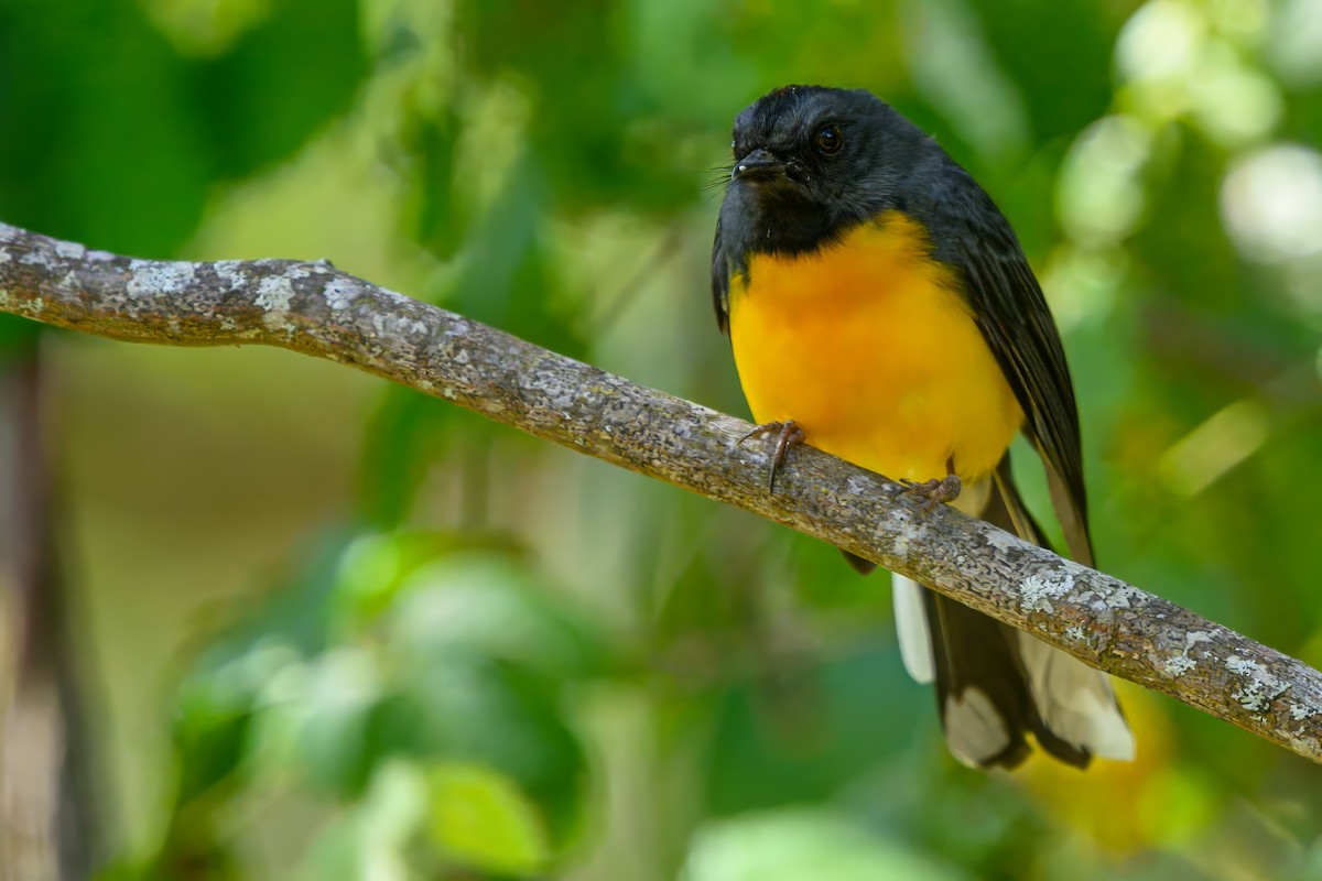 Slate-throated Redstart - ML621722200