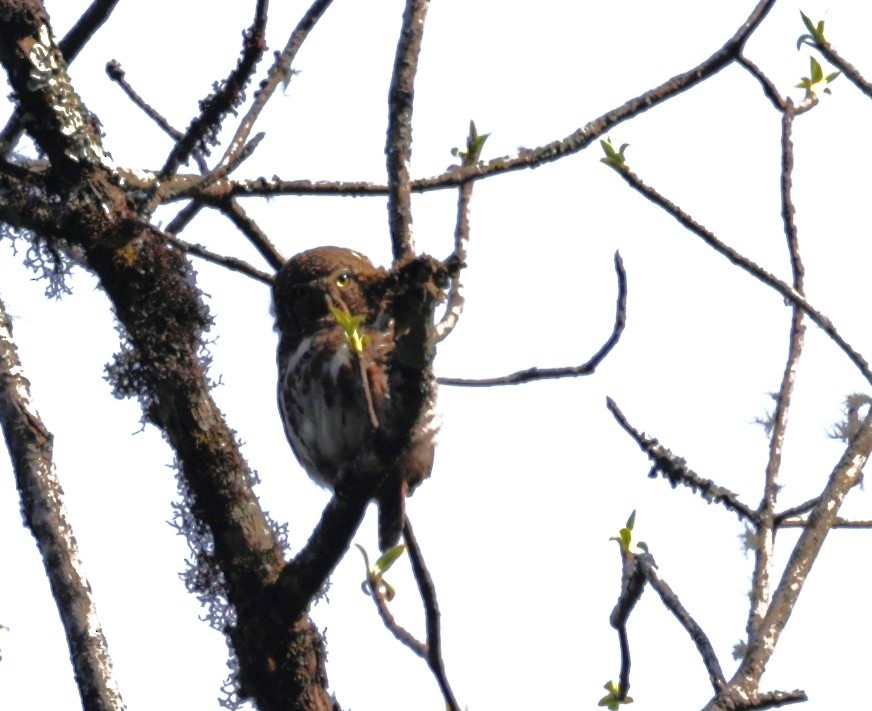 Collared Owlet - ML621722248