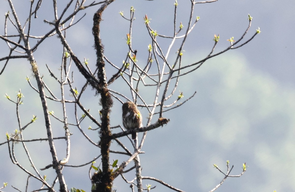 Collared Owlet - ML621722249