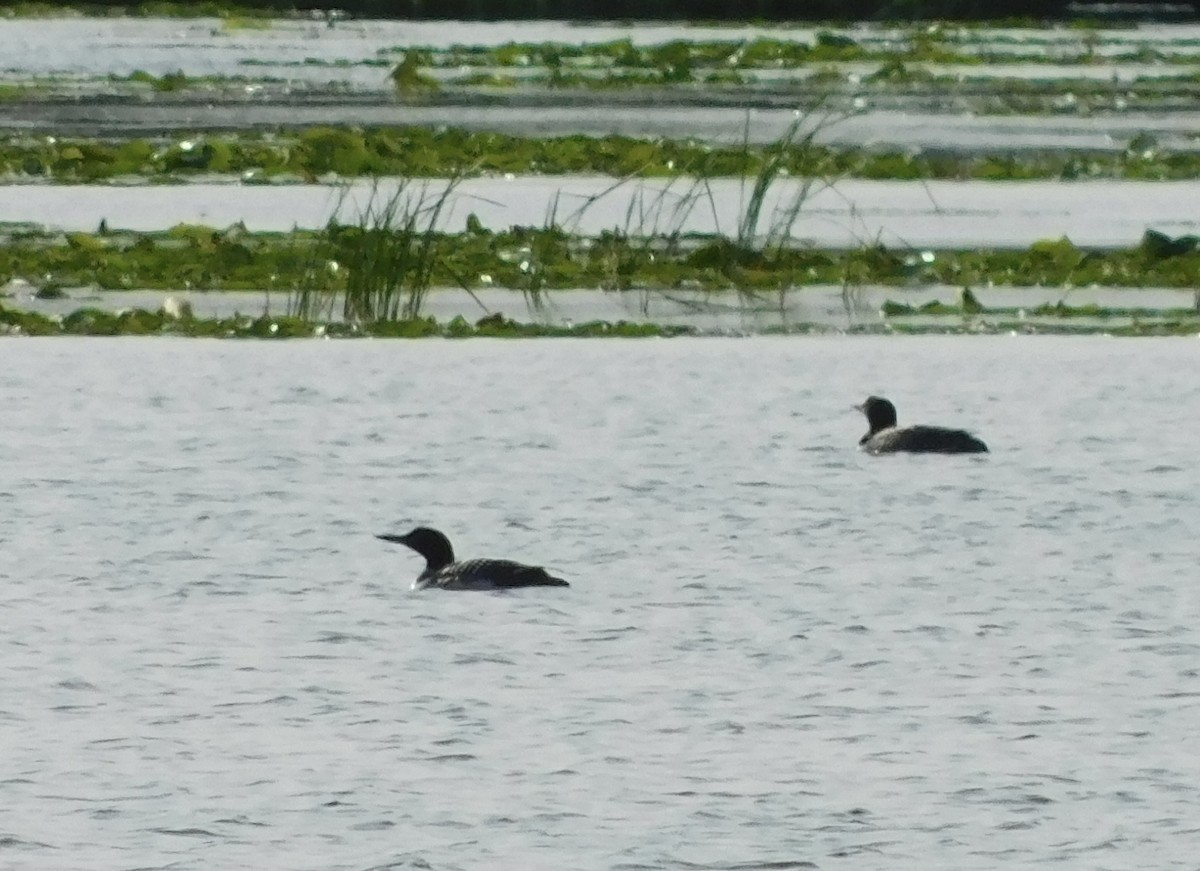 Common Loon - ML621722444