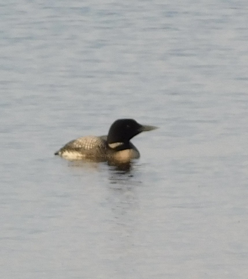 Common Loon - ML621722472