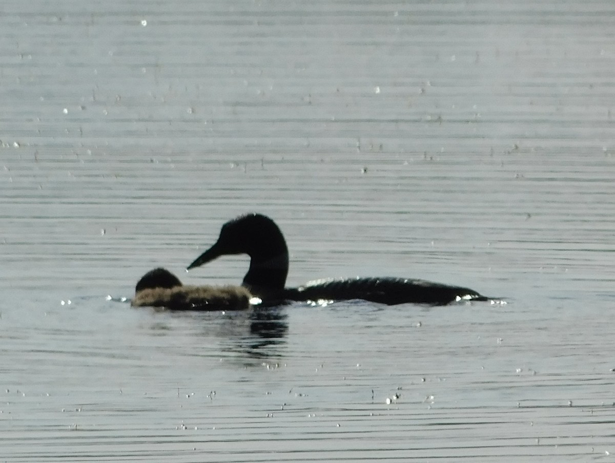 Common Loon - ML621722523