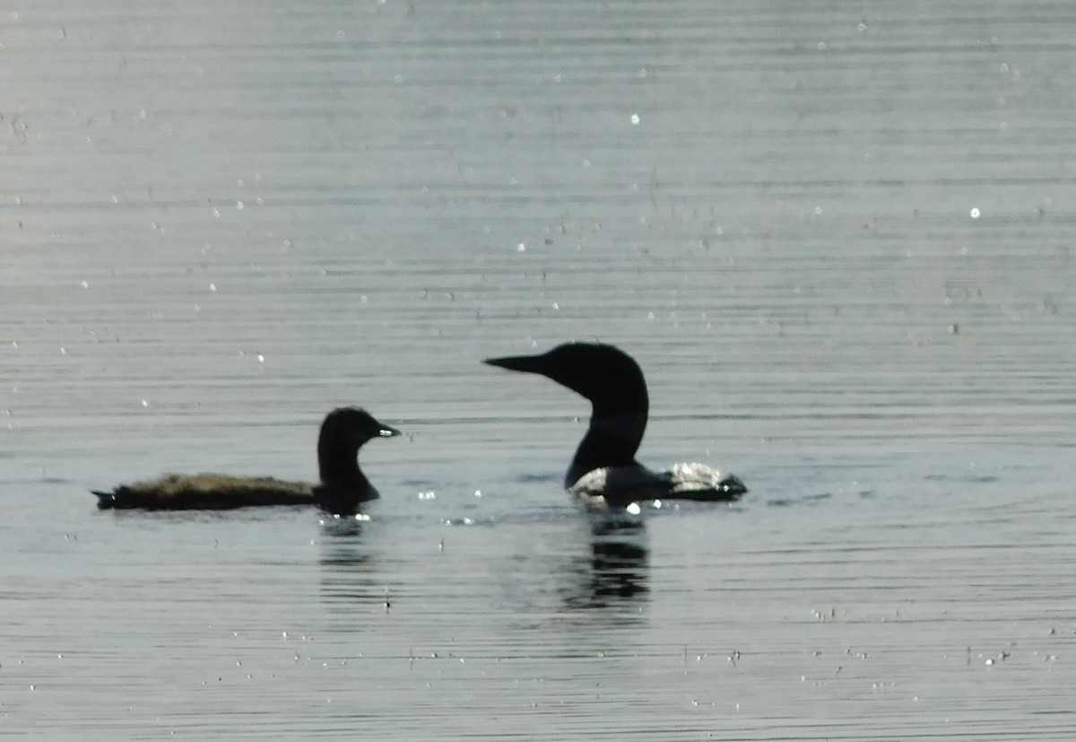 Common Loon - ML621722524