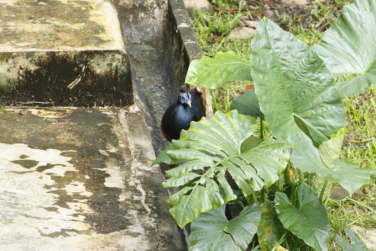 Bornean Crested Fireback - ML621722571