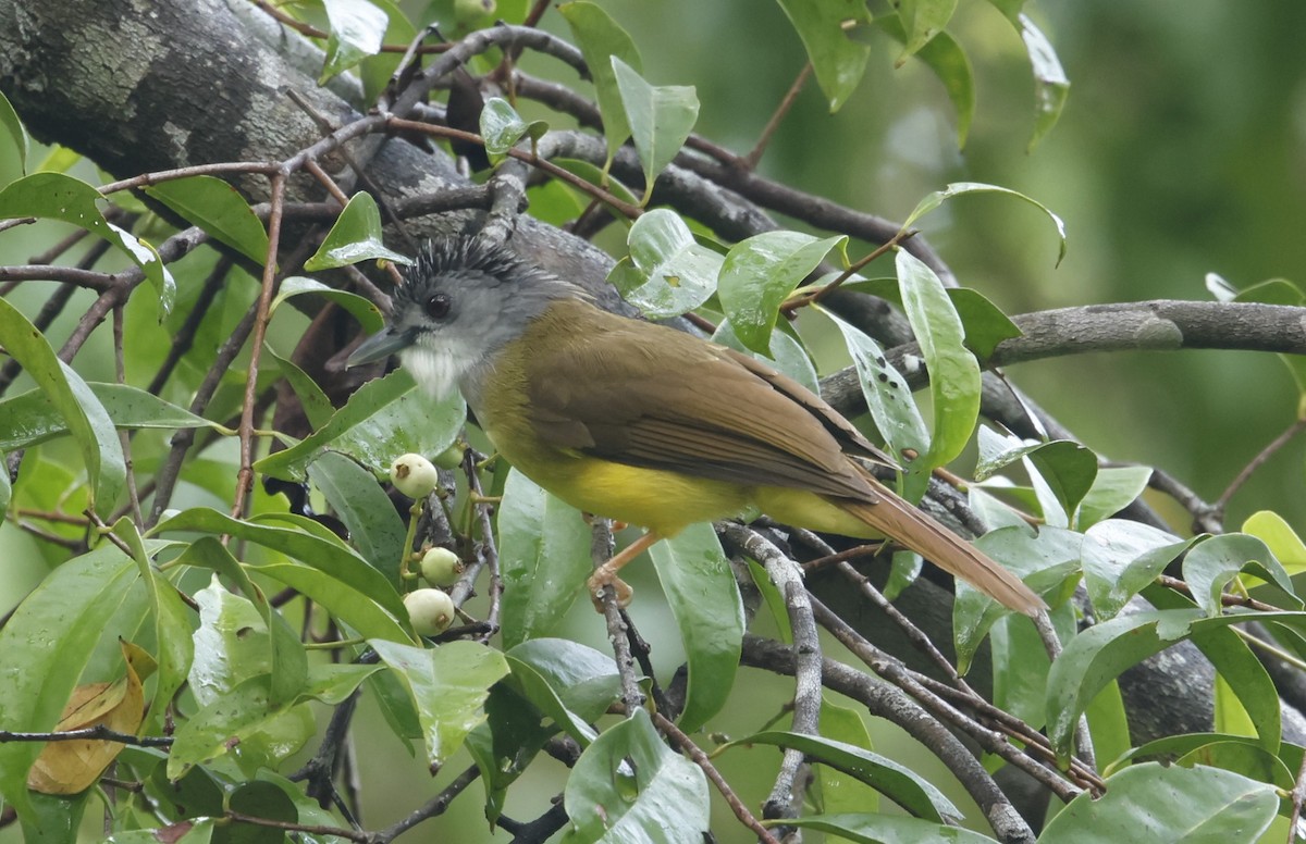 Yellow-bellied Bulbul - ML621722593