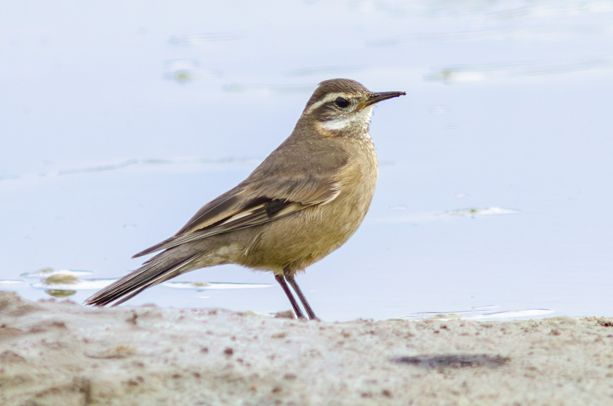 Buff-winged Cinclodes - ML621722603