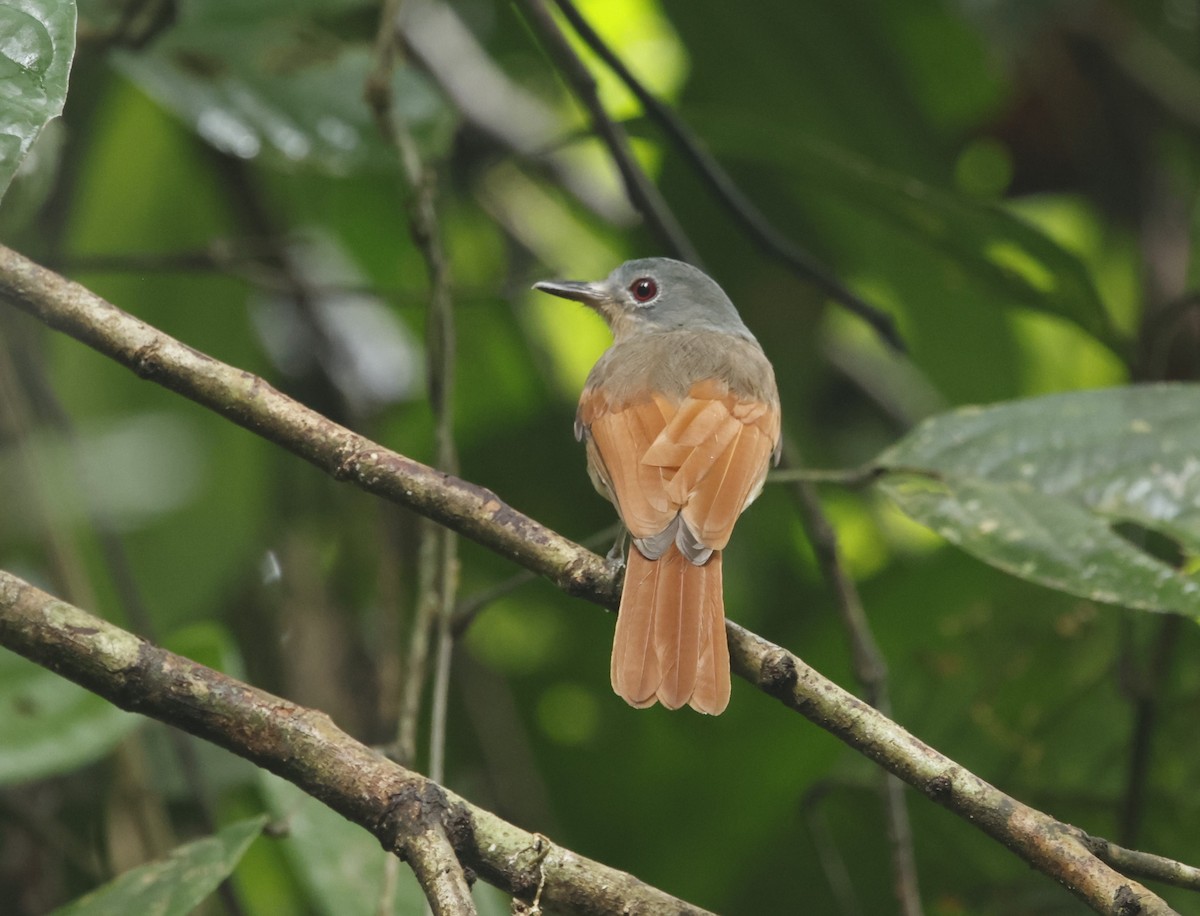 Rufous-winged Philentoma - ML621722648