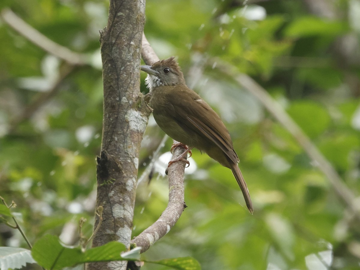 Gray-cheeked Bulbul - ML621722681