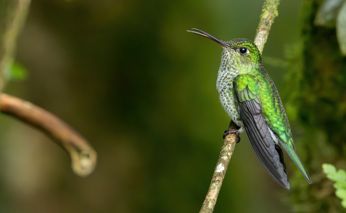 Many-spotted Hummingbird - ML621722690