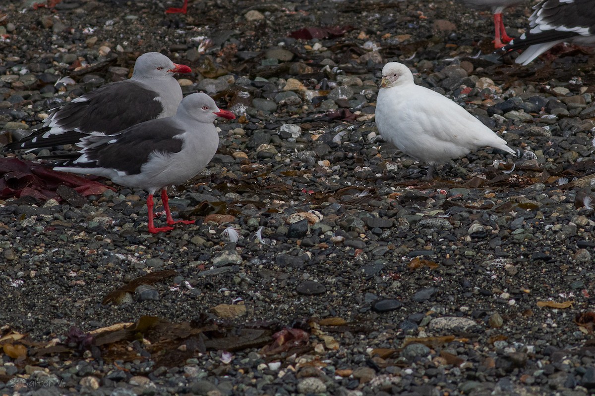 Snowy Sheathbill - ML621722693