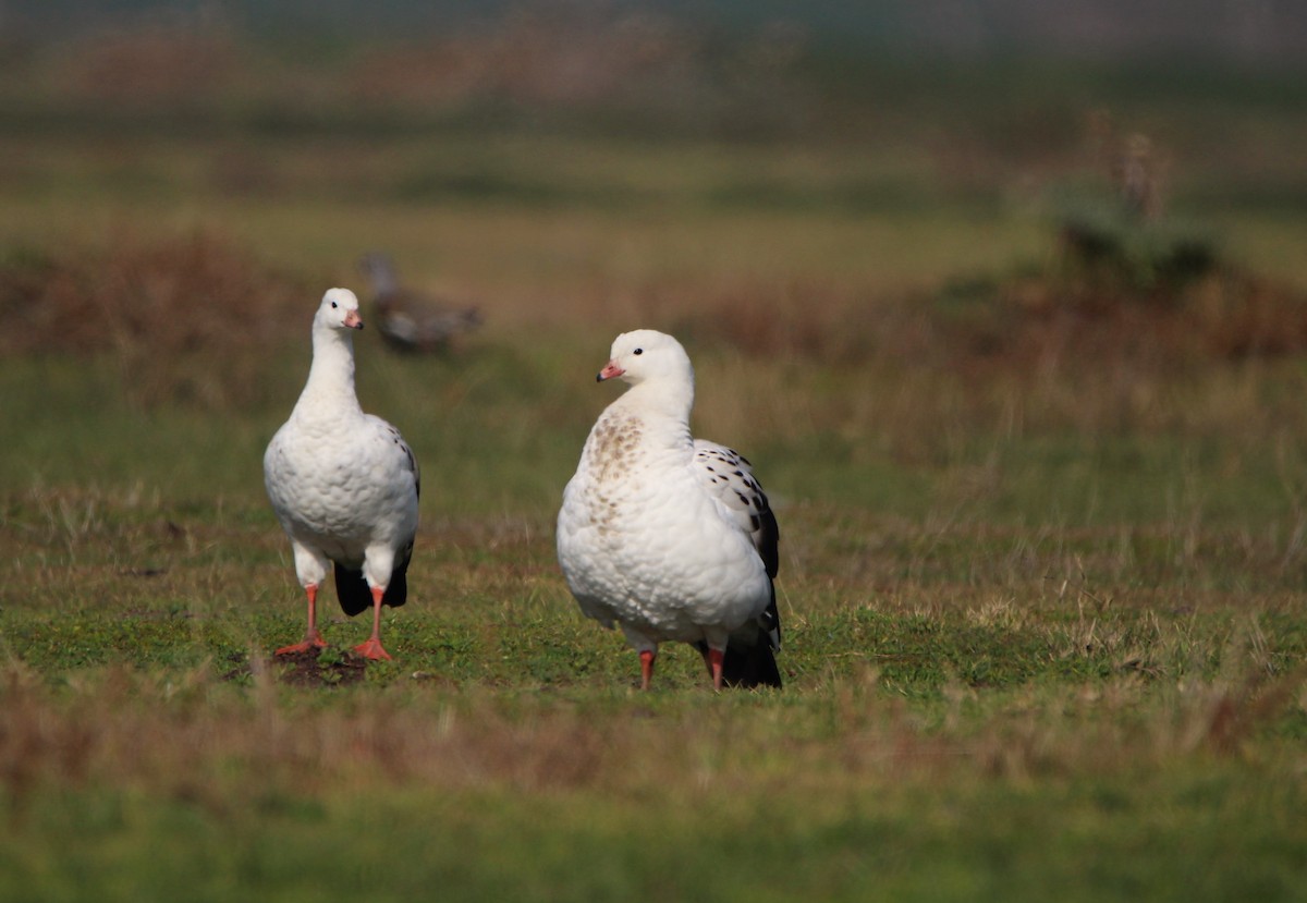 Andean Goose - ML621722714