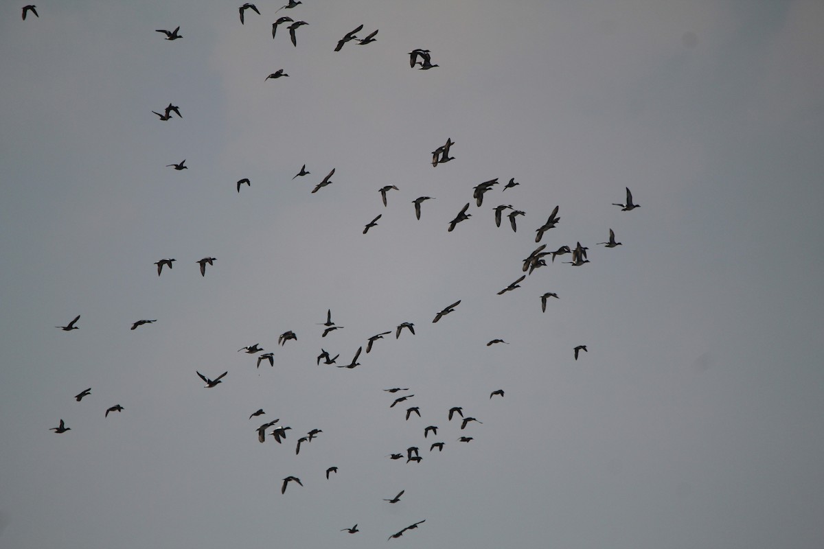 Chiloe Wigeon - ML621722718