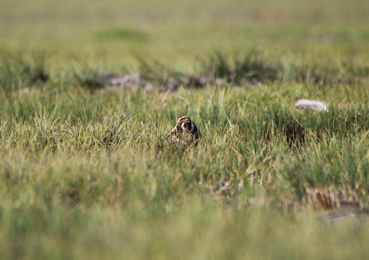 Magellanic Snipe - ML621722726